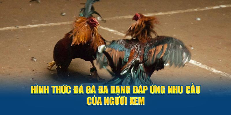 Hình thức đá gà đa dạng đáp ứng nhu cầu của người xem 