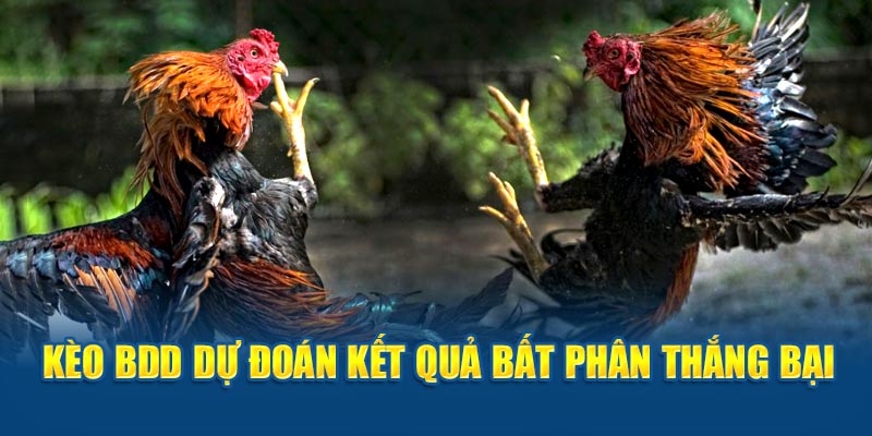 Kèo BDD dự đoán kết quả bất phân thắng bại 